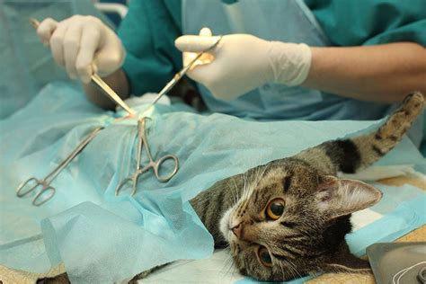 Spayed Cat Aftercare: How To Care For Your Cat。